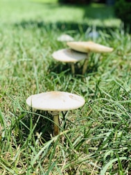 Three mushrooms are growing in a lush green grass field. The mushrooms have light-colored caps and slender stems, casting small shadows on the blades of grass around them.