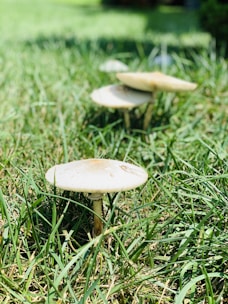 Three mushrooms are growing in a lush green grass field. The mushrooms have light-colored caps and slender stems, casting small shadows on the blades of grass around them.