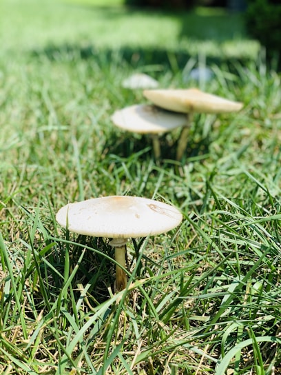 Three mushrooms are growing in a lush green grass field. The mushrooms have light-colored caps and slender stems, casting small shadows on the blades of grass around them.