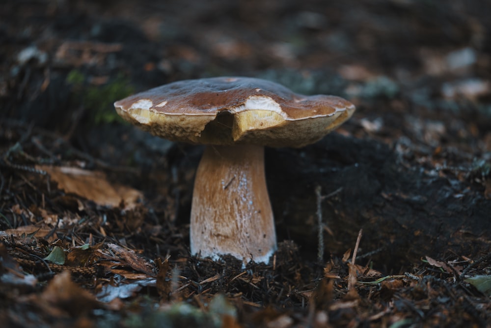 brown mushroom on brown soil