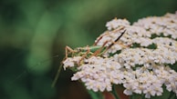 A green grasshopper with long antennae perched on a cluster of small white flowers, surrounded by lush greenery.