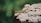 A green grasshopper with long antennae perched on a cluster of small white flowers, surrounded by lush greenery.
