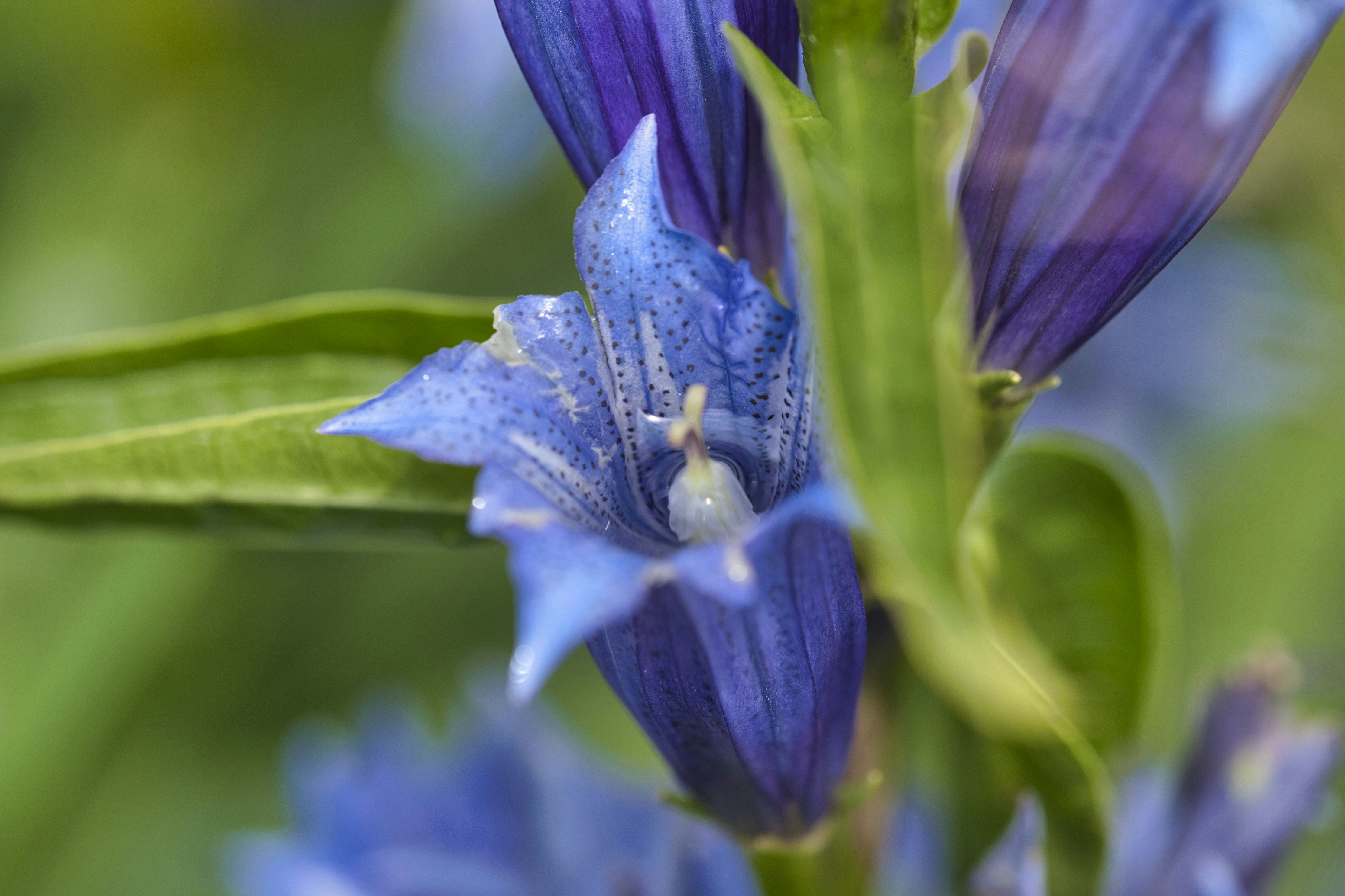 Blue Flower With Water Droplets Photo Free Blossom Image On Unsplash