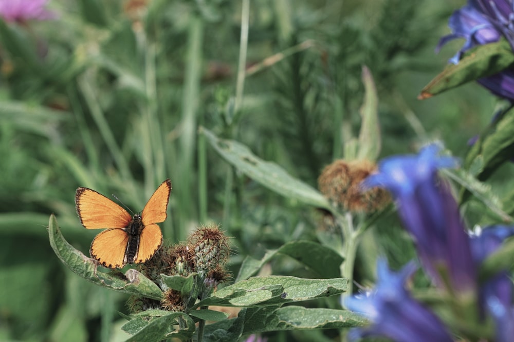 yellow butterfly perched on purple flower in close up photography during daytime