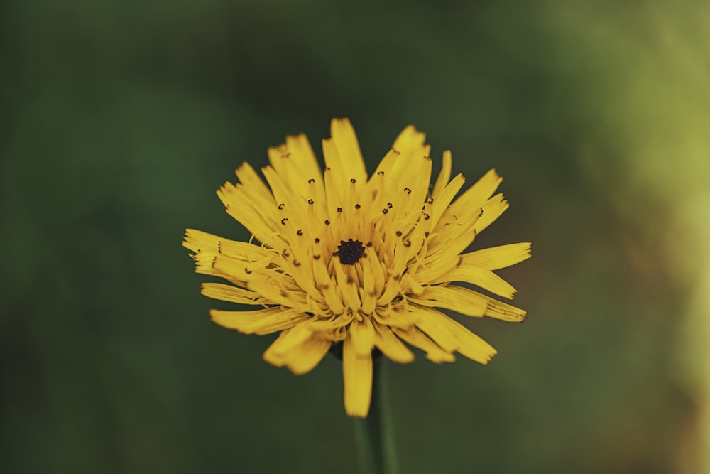 yellow flower in tilt shift lens