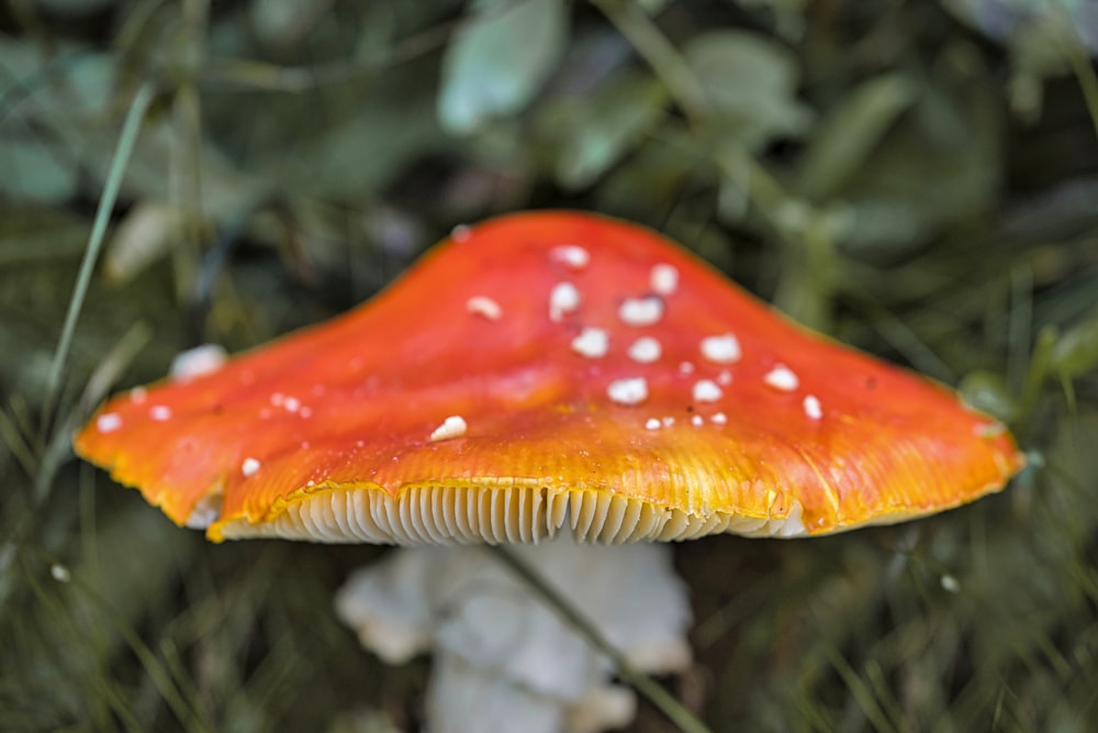 orange and white mushroom in tilt shift lens