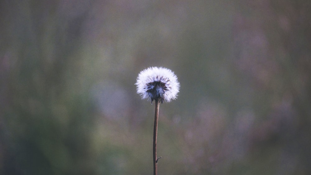 white dandelion in close up photography