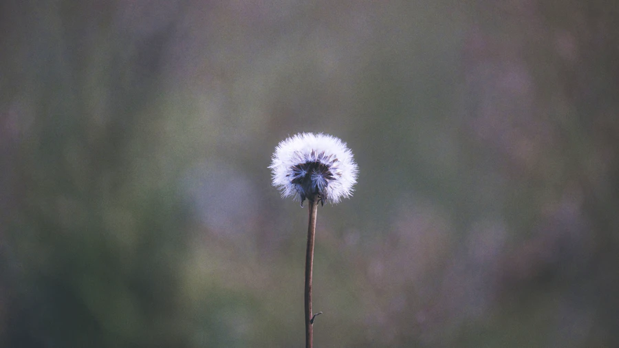 Diente de león — símbolo de fragilidad y vulnerabilidad emocional