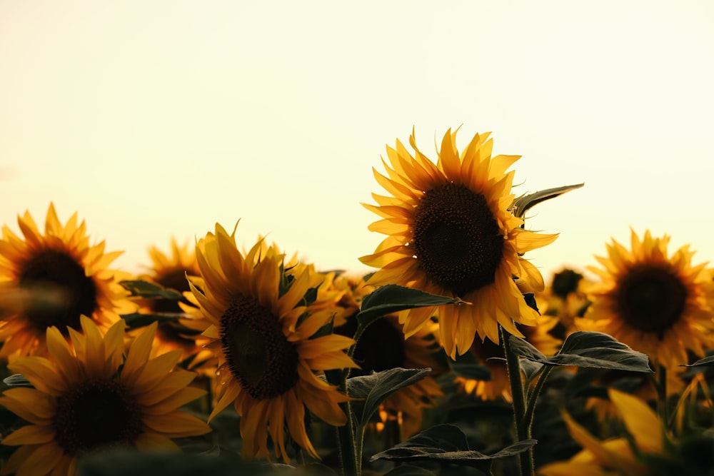 sunflower field during day time