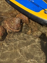 A brightly colored paddleboard with yellow, blue, and black sections floats on clear, shallow water with visible rocks beneath the surface.