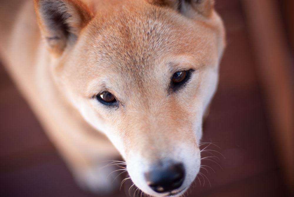 brown and white short coated dog