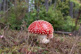 Mushrooms