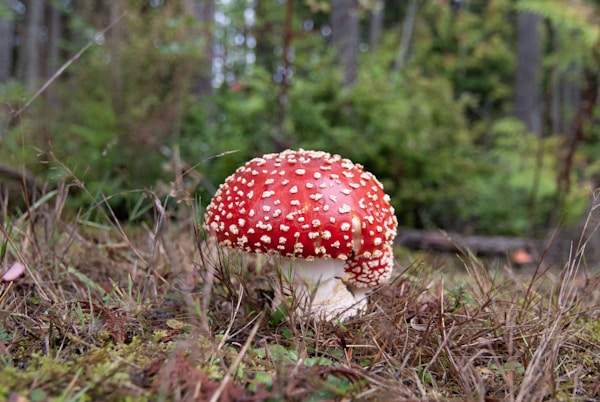 Puppy playdate happening right now!