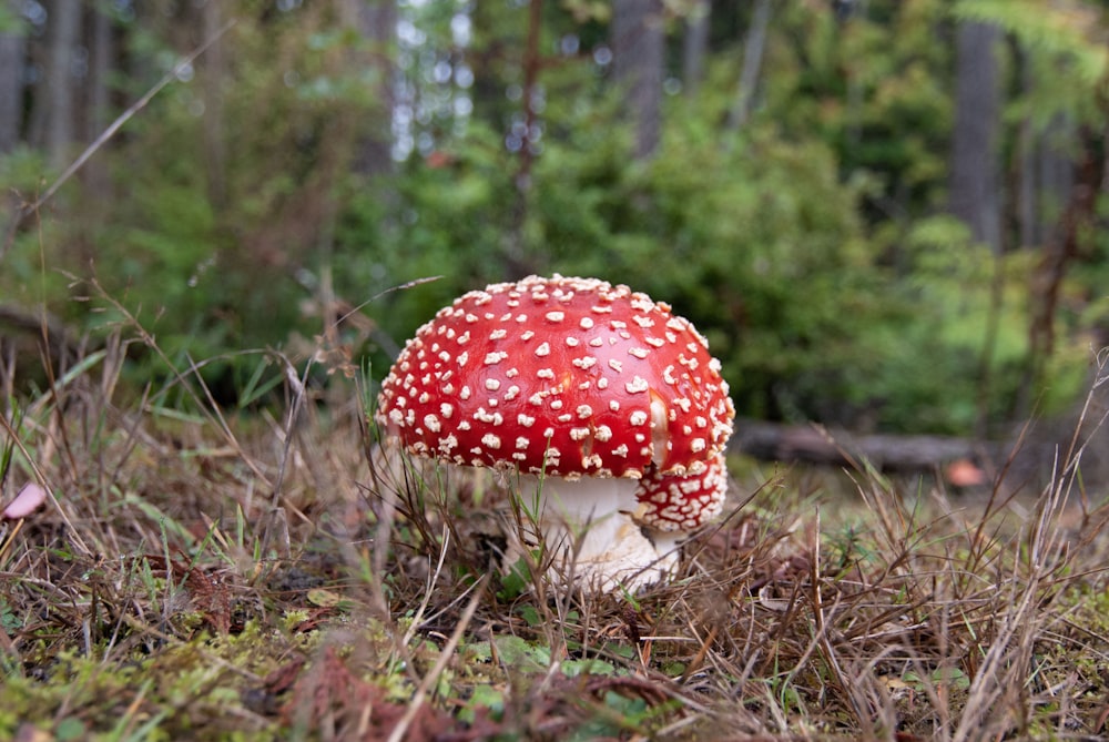 Seta roja y blanca en el bosque durante el día