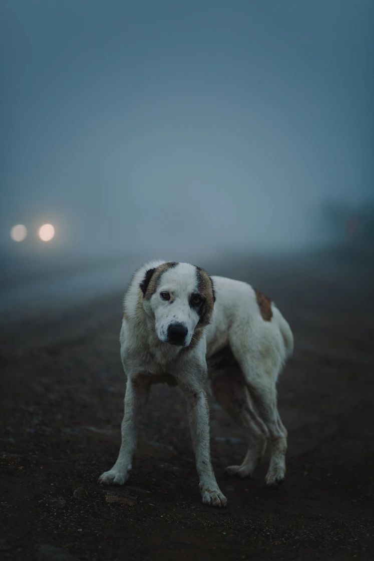 white and brown short coated dog on brown sand during daytime