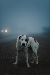 white and brown short coated dog on brown sand during daytime