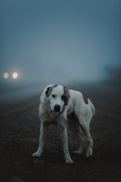 white and brown short coated dog on brown sand during daytime