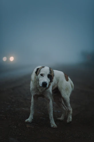 white and brown short coated dog on brown sand during daytime