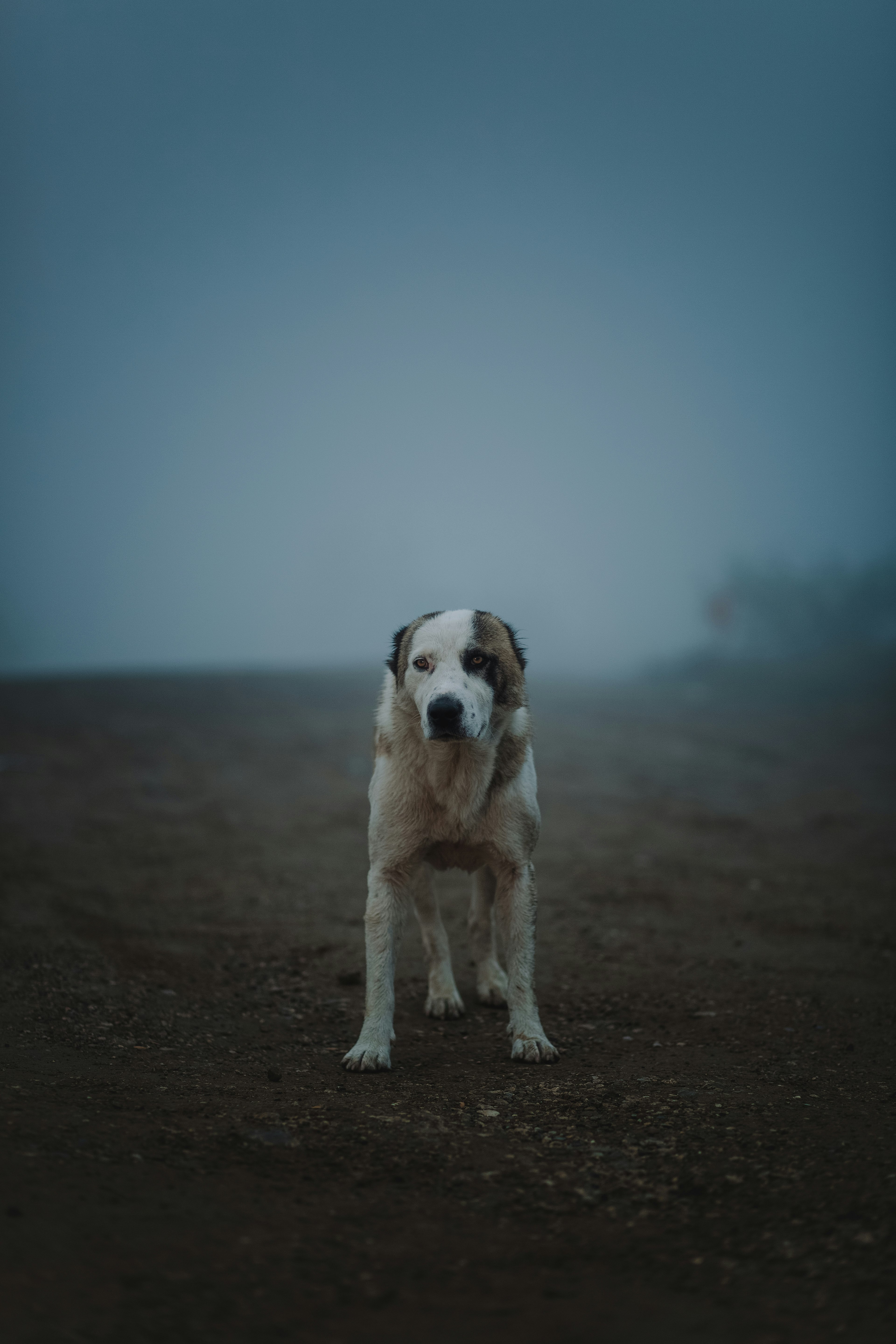 white and brown short coated dog on brown sand during daytime