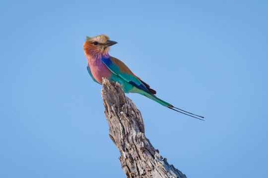 brown and blue bird on brown tree branch in Kgalagadi South Africa