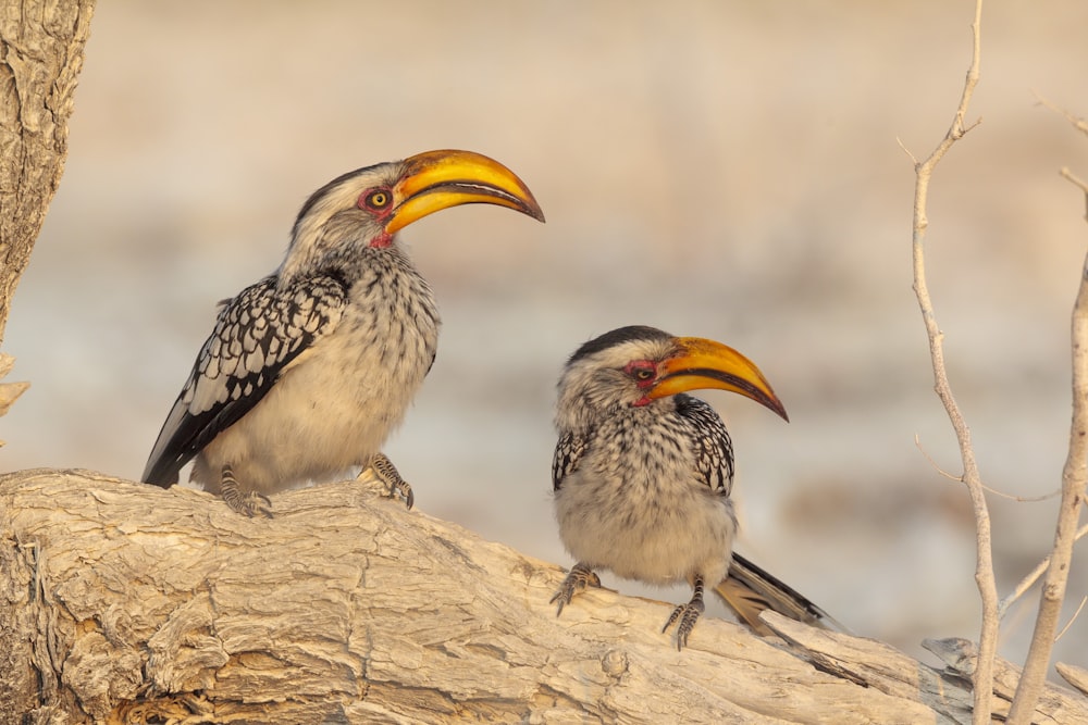 schwarz-weißer Vogel auf braunem Ast