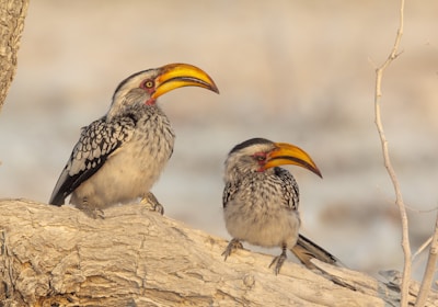 Namibia Safari Damaraland Nashornvögel