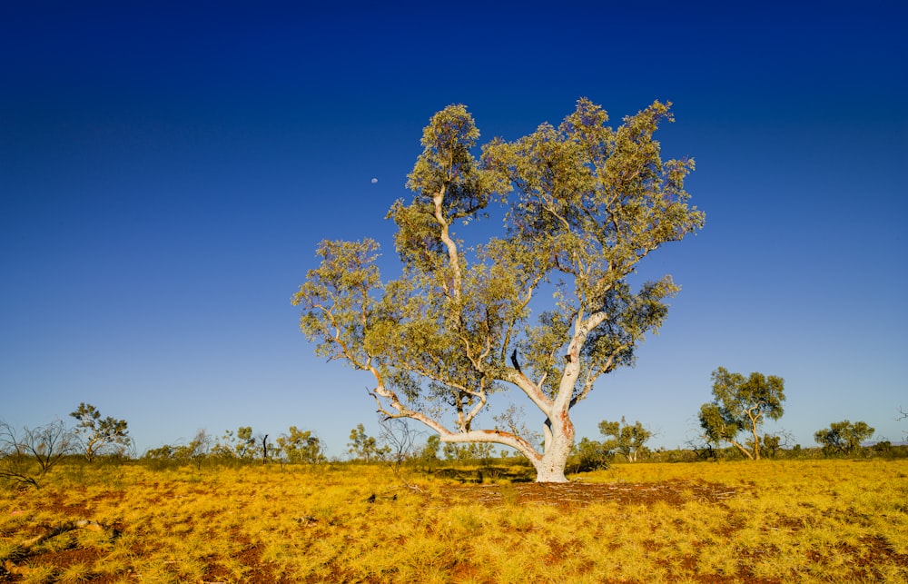 green tree on brown grass field during daytime