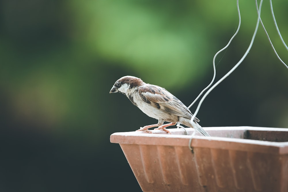 brown and white bird on brown wooden table