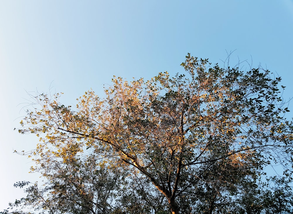 grüner und brauner Baum unter blauem Himmel tagsüber