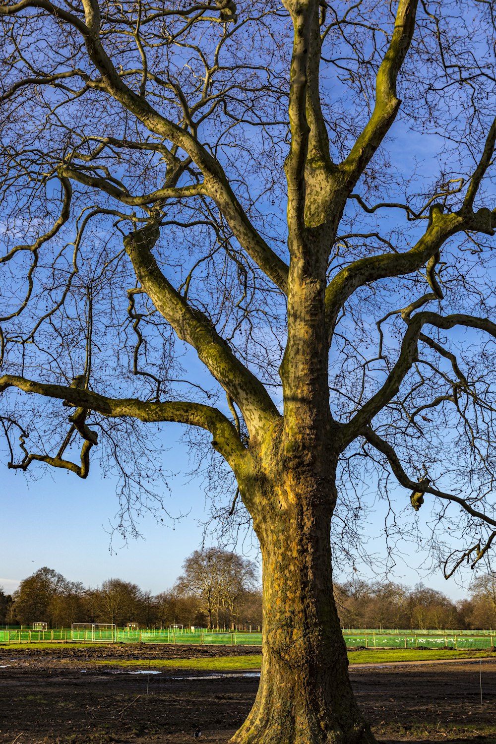 brown tree with green leaves during daytime