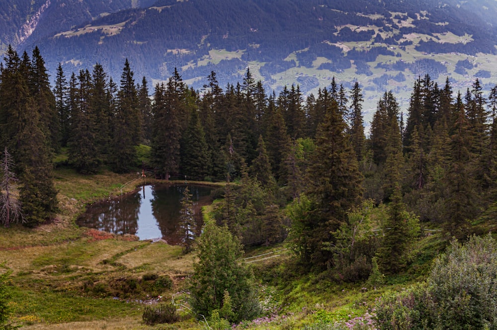 green pine trees near lake during daytime