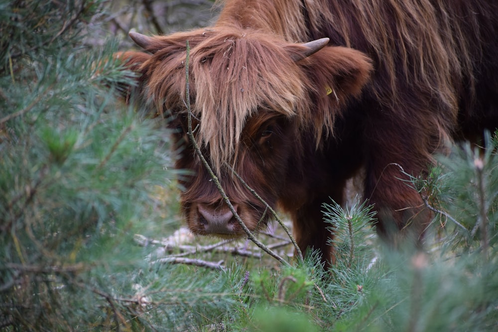 brown cow on green grass field during daytime