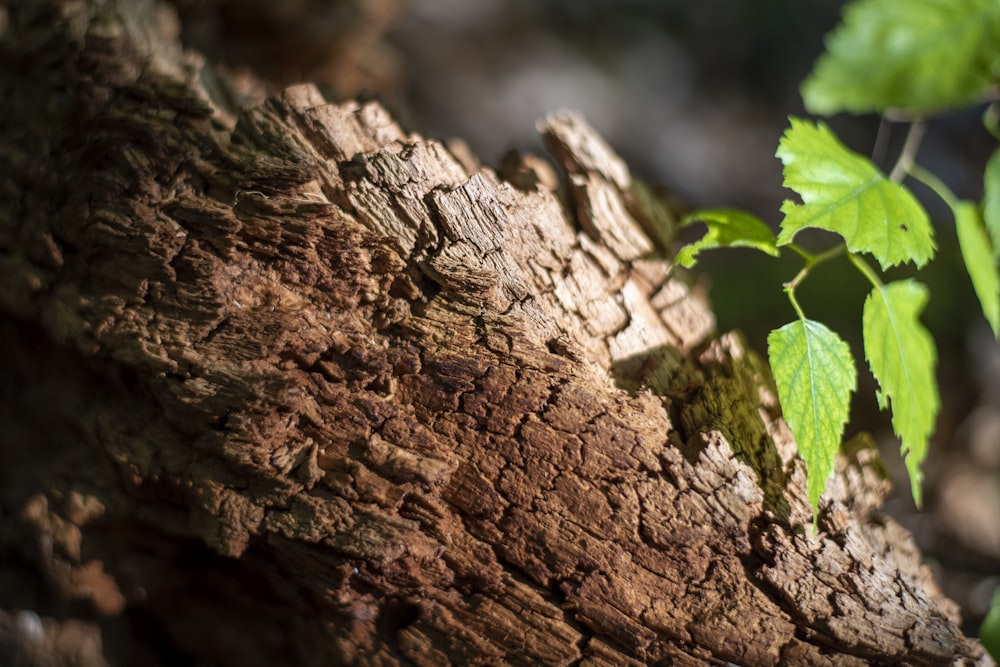 green leaf on brown tree trunk