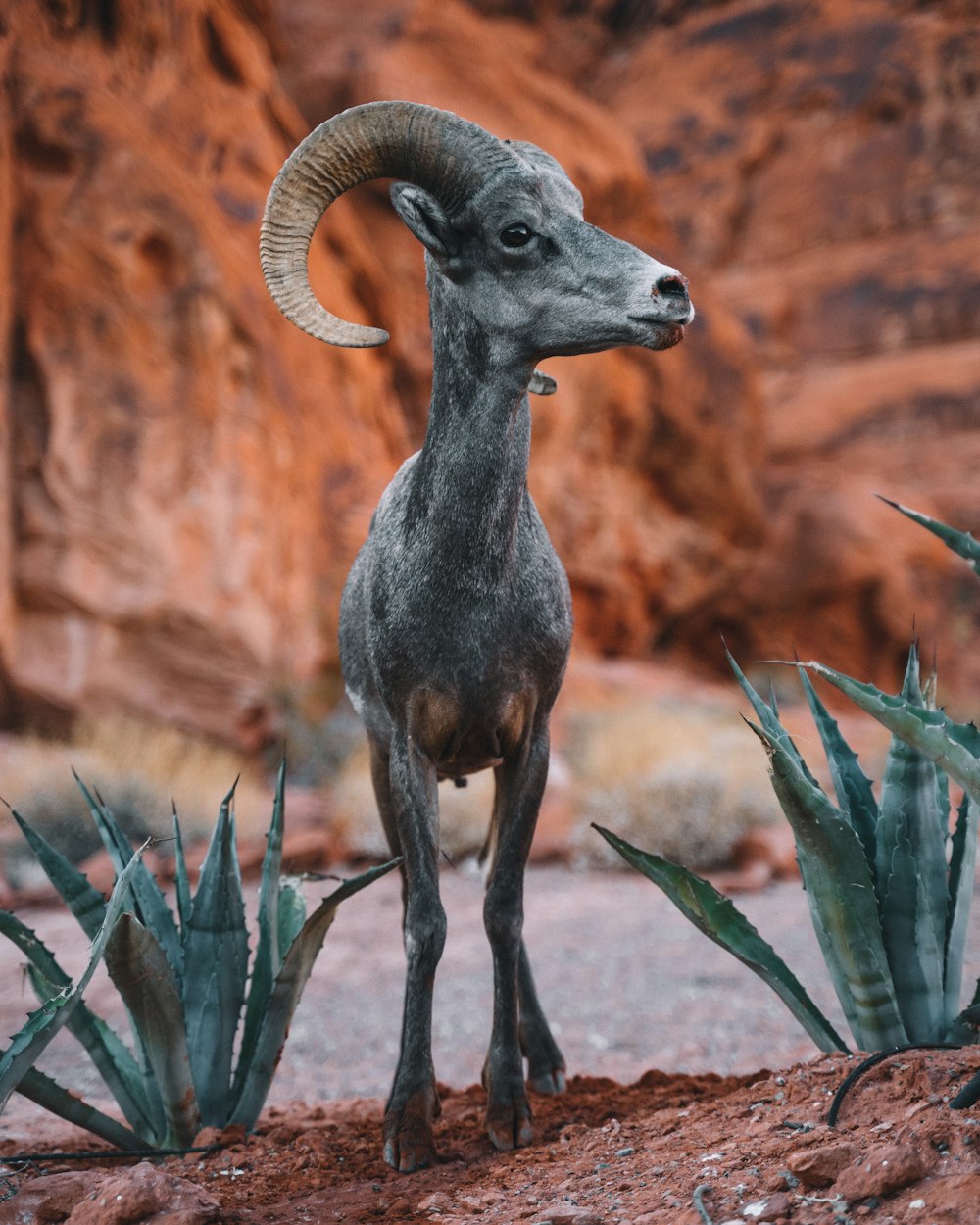 brown ram on brown rock