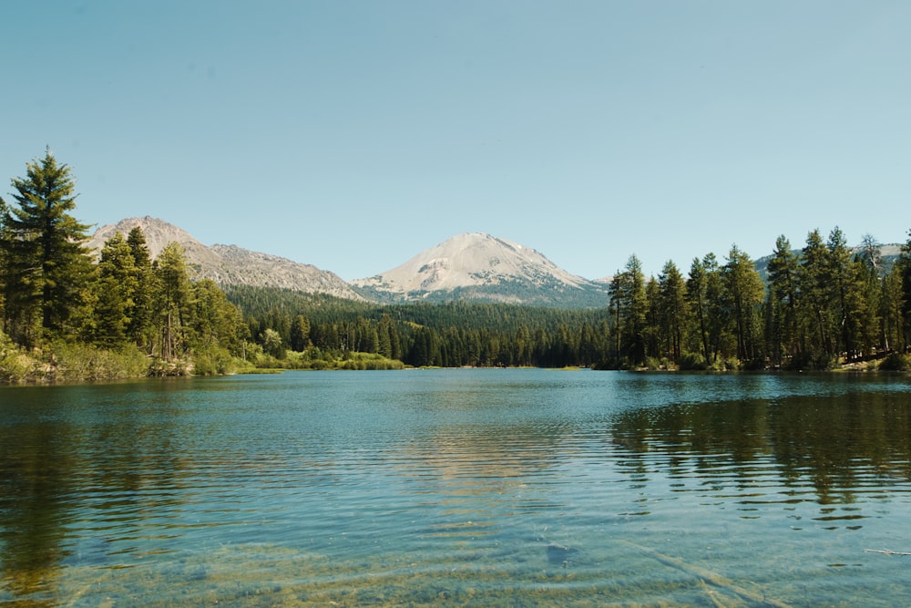 green trees near lake during daytime