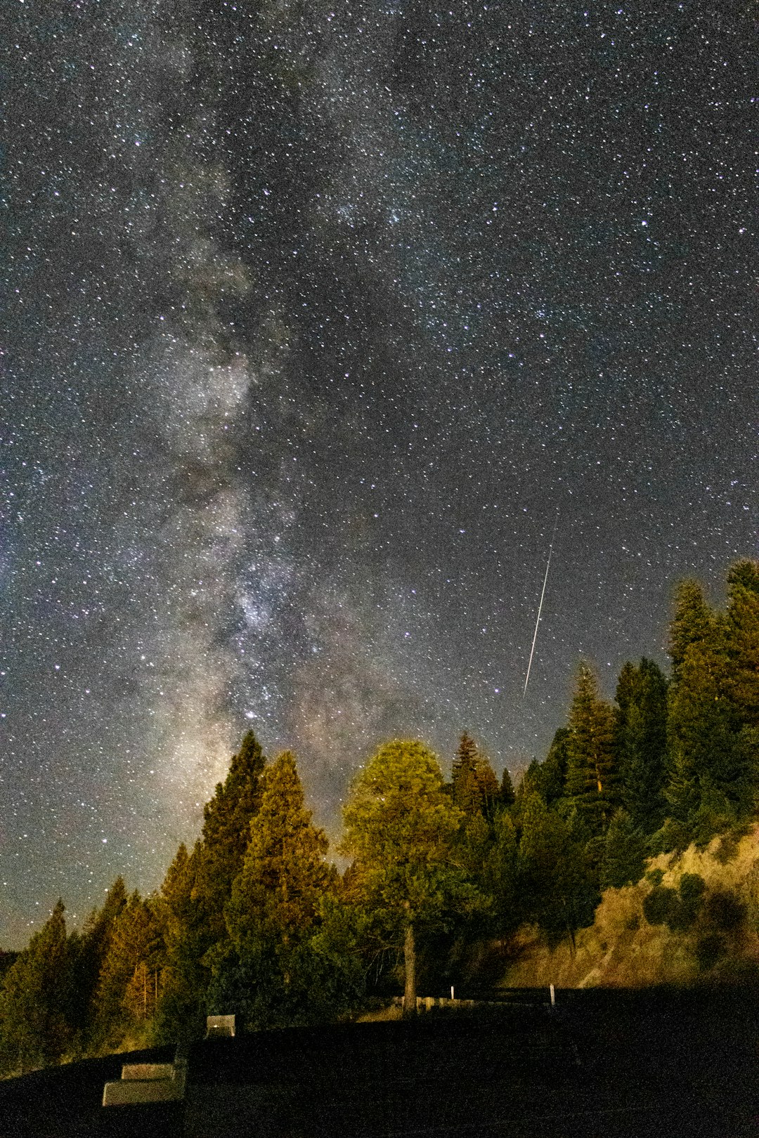 green trees under starry night