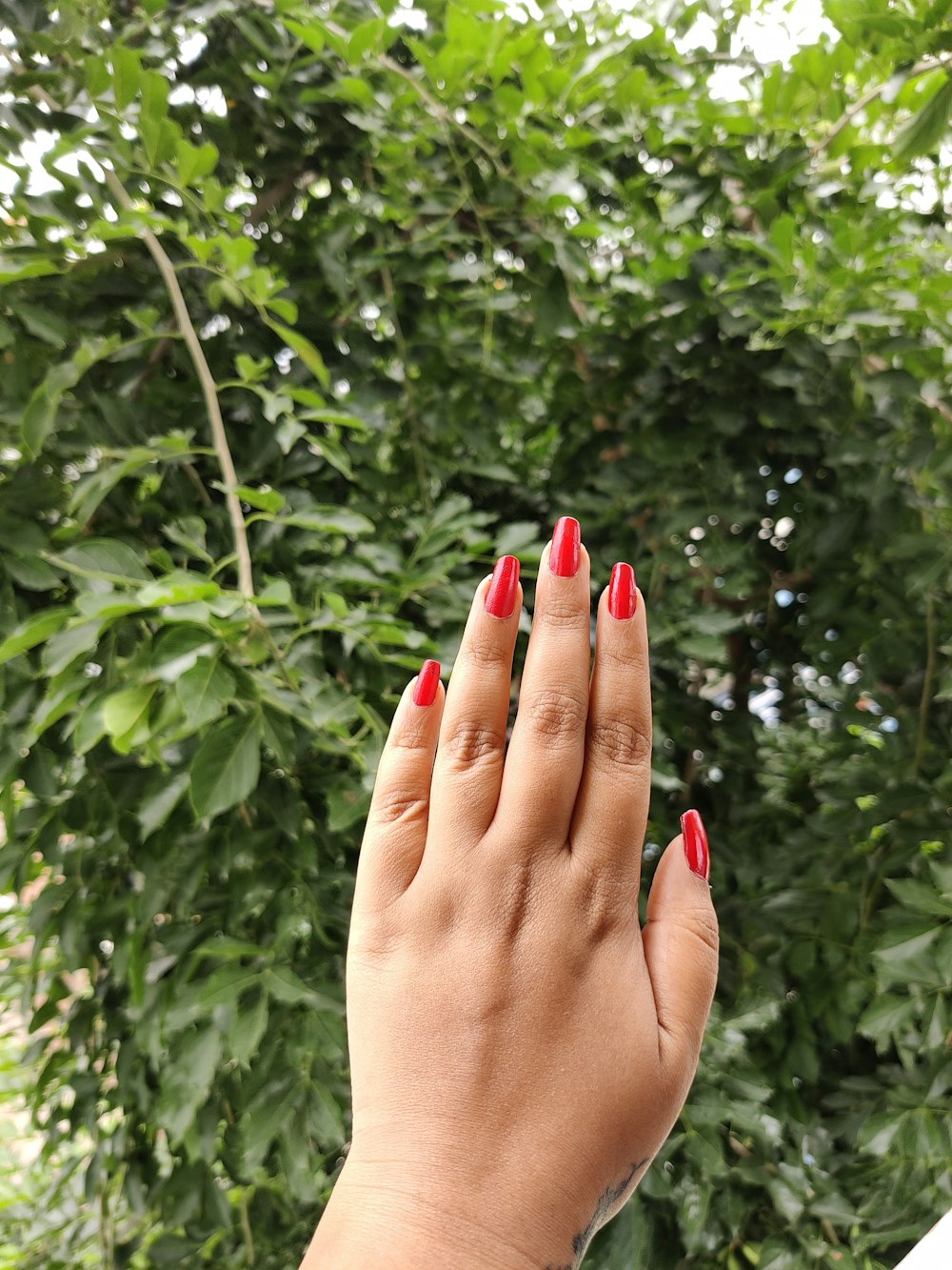 mujer con manicura roja sosteniendo hojas verdes durante el día