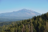 A vast expanse of densely forested land stretches towards a distant mountain range with gentle, sloping peaks under a clear blue sky. The trees appear lush and green, indicating a healthy forest environment.
