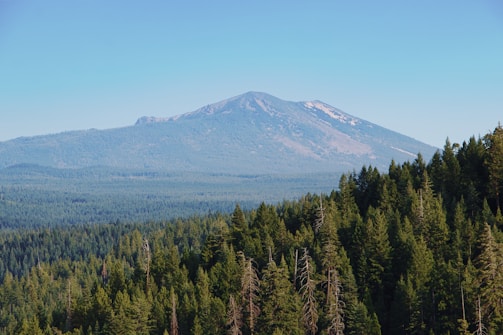 A vast expanse of densely forested land stretches towards a distant mountain range with gentle, sloping peaks under a clear blue sky. The trees appear lush and green, indicating a healthy forest environment.
