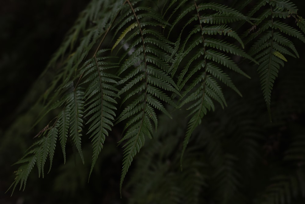 Planta de helecho verde en fotografía de primer plano