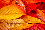 Close-up of colorful autumn leaves arranged in artistic patterns on textured paper.