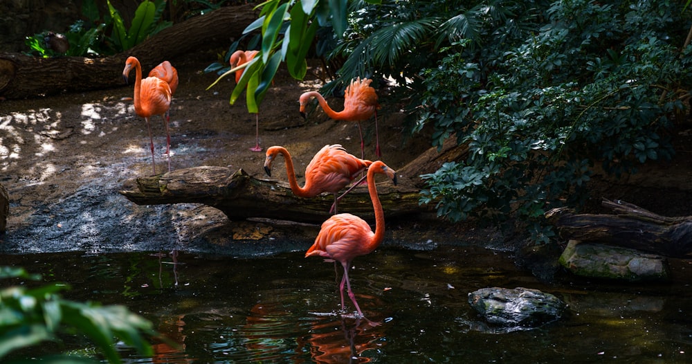 Flamencos rosados en el agua durante el día