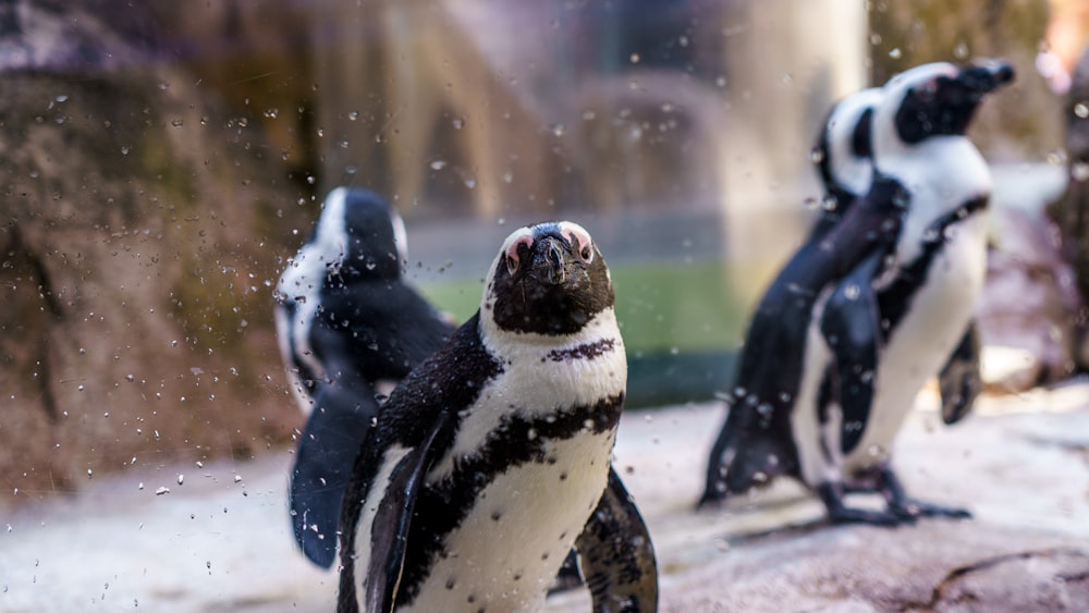 Pingüino blanco y negro en suelo nevado