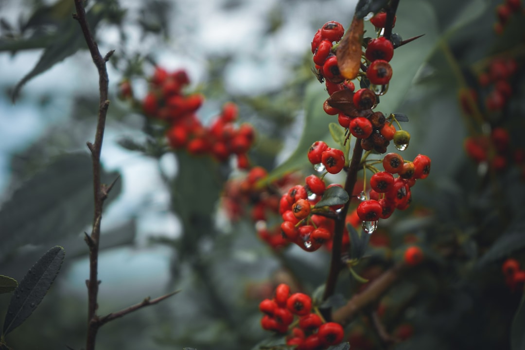 red round fruits on tree branch