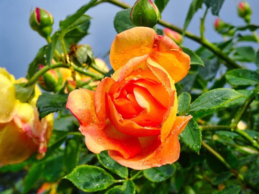 orange rose in bloom during daytime