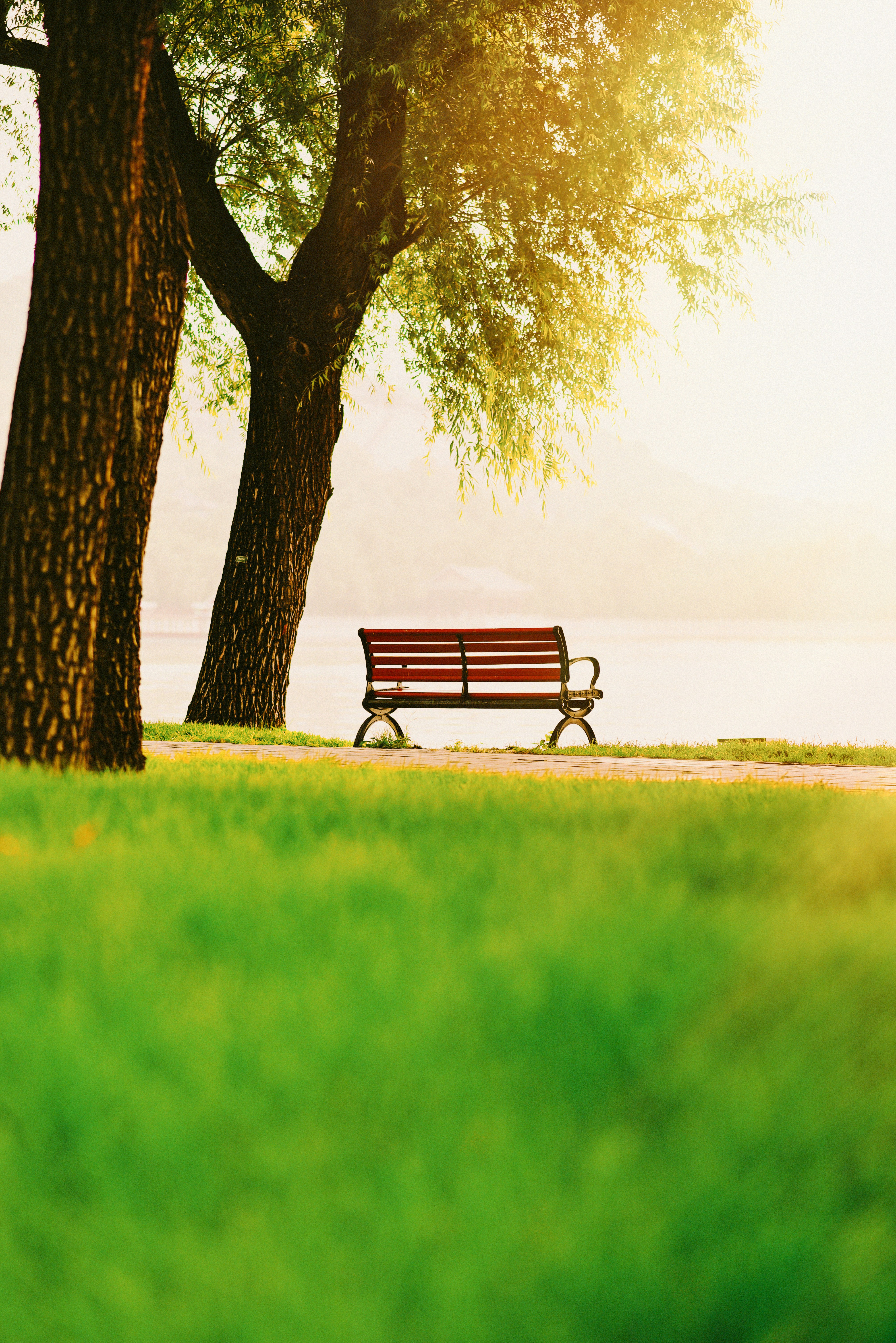 brown wooden bench on green grass field near tree during daytime