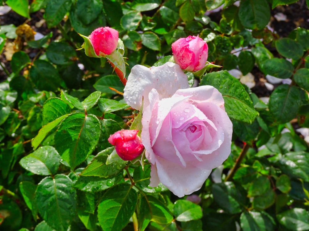 pink roses with green leaves