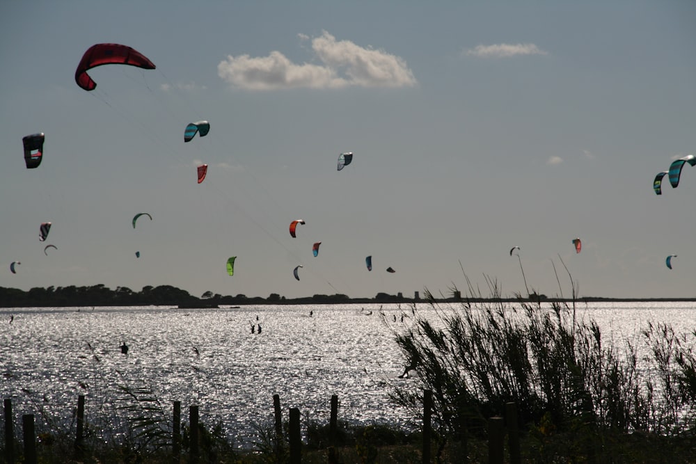 birds flying over the sea during daytime