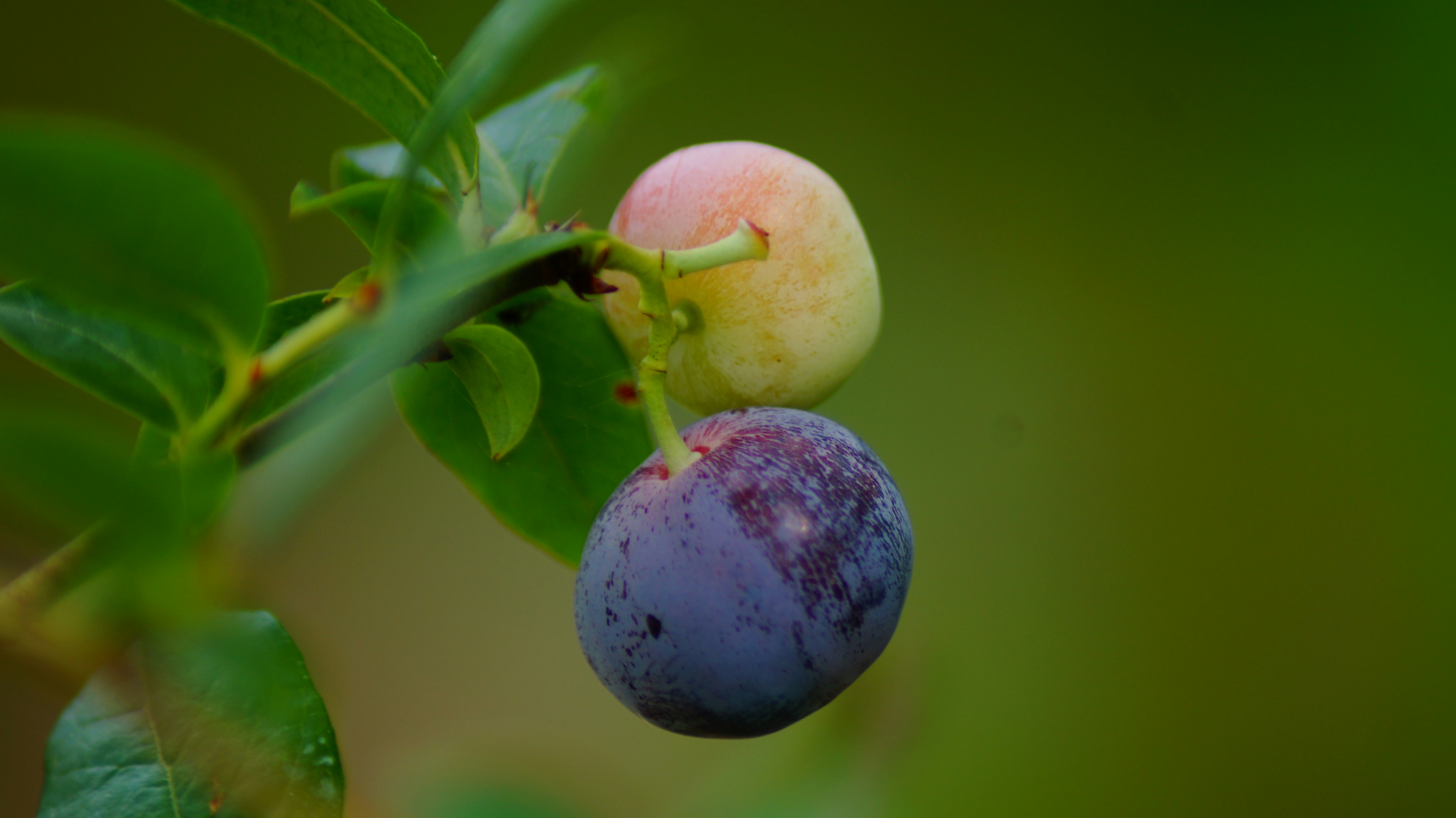 Fruit rond violet sur feuille verte photo – Photo Тула Gratuite sur ...