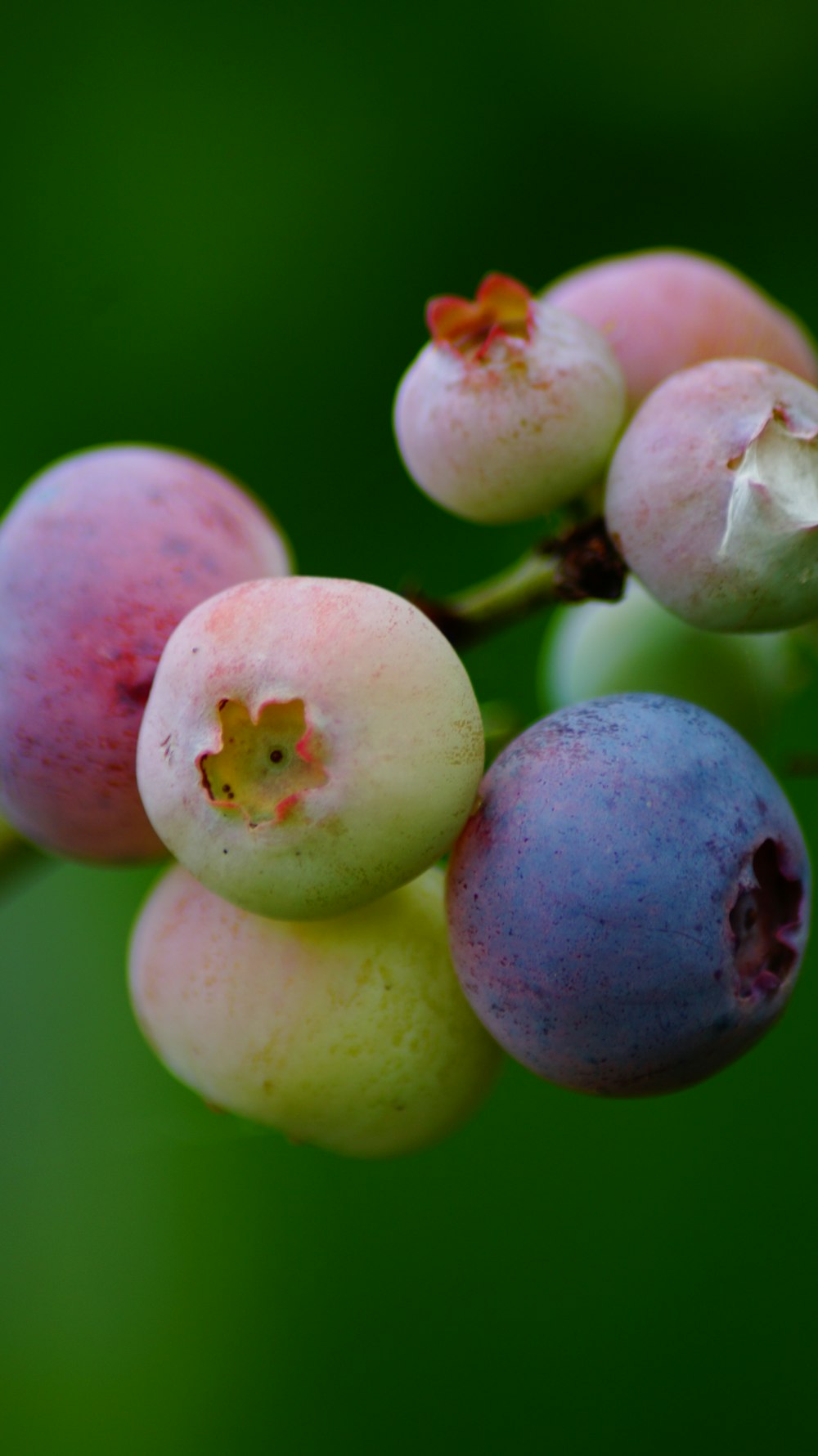 pink round fruits in close up photography